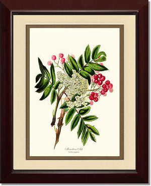 Mountain Ash Tree - Charting Nature