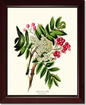 Mountain Ash Tree - Charting Nature