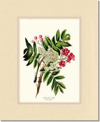 Mountain Ash Tree - Charting Nature