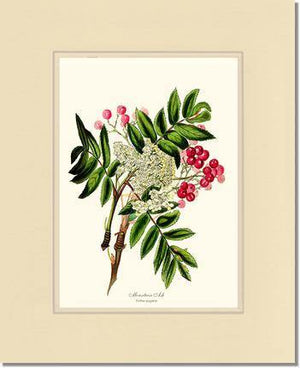 Mountain Ash Tree - Charting Nature