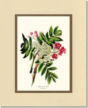 Mountain Ash Tree - Charting Nature