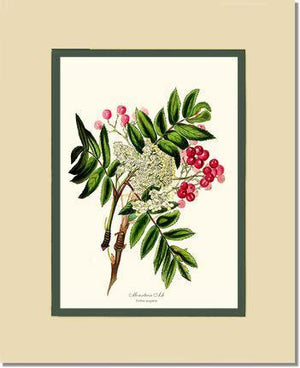 Mountain Ash Tree - Charting Nature