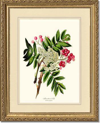 Mountain Ash Tree - Charting Nature