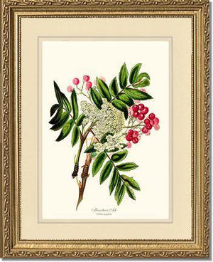Mountain Ash Tree - Charting Nature