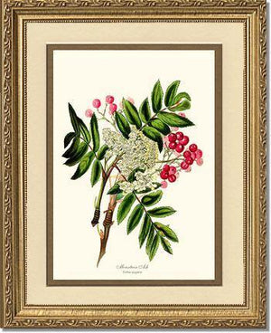 Mountain Ash Tree - Charting Nature