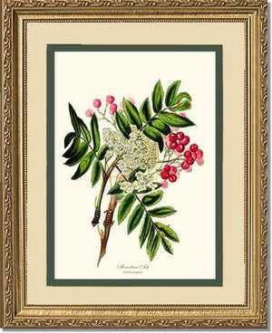 Mountain Ash Tree - Charting Nature