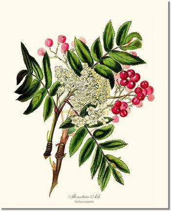 Mountain Ash Tree - Charting Nature