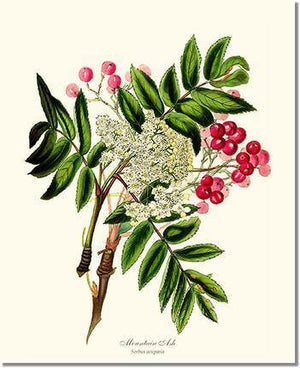 Mountain Ash Tree - Charting Nature