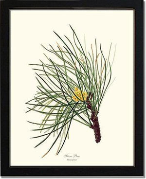 Stone Pine Tree - Charting Nature