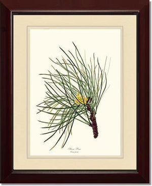 Stone Pine Tree - Charting Nature