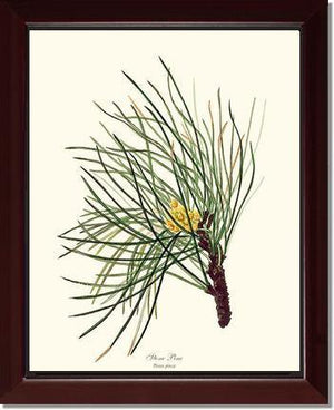 Stone Pine Tree - Charting Nature