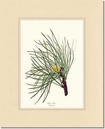 Stone Pine Tree - Charting Nature