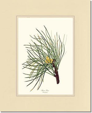 Stone Pine Tree - Charting Nature