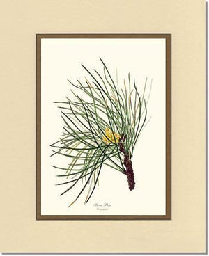 Stone Pine Tree - Charting Nature