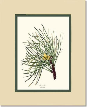 Stone Pine Tree - Charting Nature