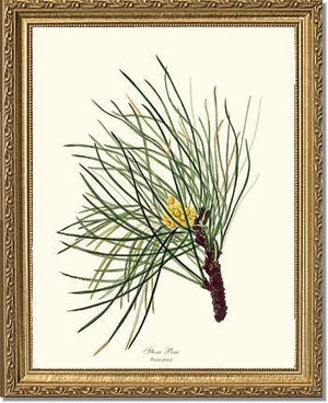 Stone Pine Tree - Charting Nature