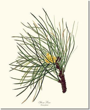 Tree Print: Stone Pine Tree