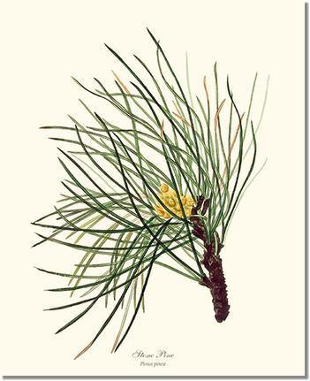 Stone Pine Tree