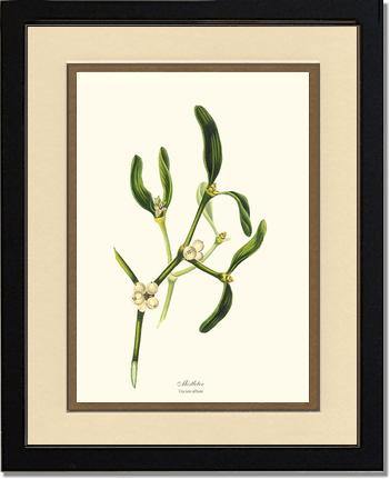 Mistletoe Tree - Viscum album - Charting Nature
