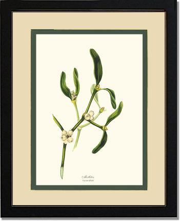 Mistletoe Tree - Viscum album - Charting Nature