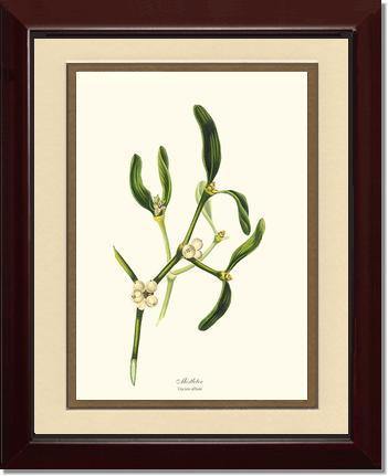 Mistletoe Tree - Viscum album - Charting Nature