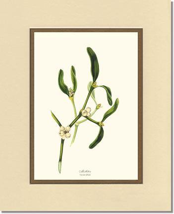 Mistletoe Tree - Viscum album - Charting Nature