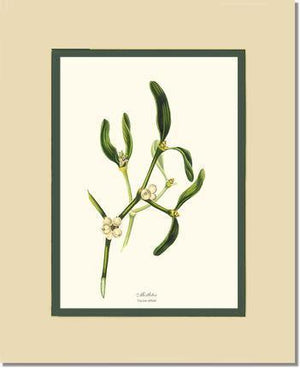 Mistletoe Tree - Viscum album - Charting Nature