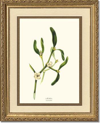 Mistletoe Tree - Viscum album - Charting Nature