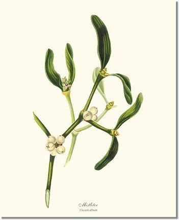 Tree Print: Mistletoe Tree - Viscum album