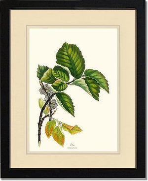 Elm Tree - Charting Nature