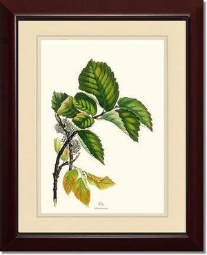 Elm Tree - Charting Nature