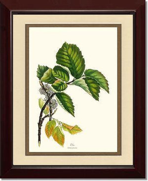 Elm Tree - Charting Nature