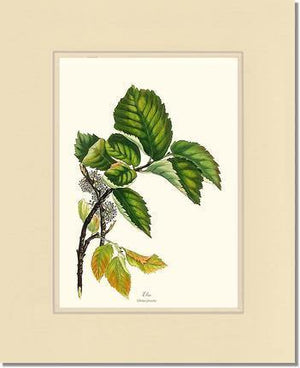 Elm Tree - Charting Nature