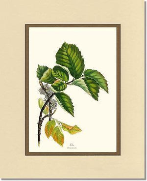Elm Tree - Charting Nature