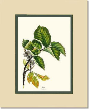 Elm Tree - Charting Nature