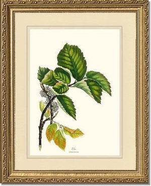 Elm Tree - Charting Nature