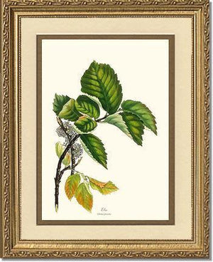 Elm Tree - Charting Nature