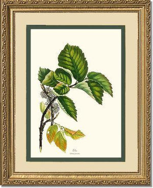 Elm Tree - Charting Nature