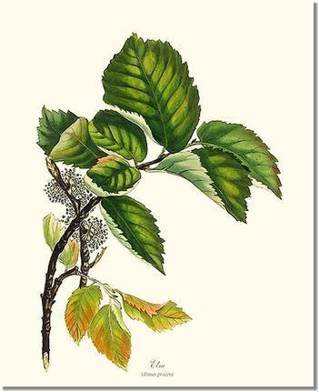 Elm Tree