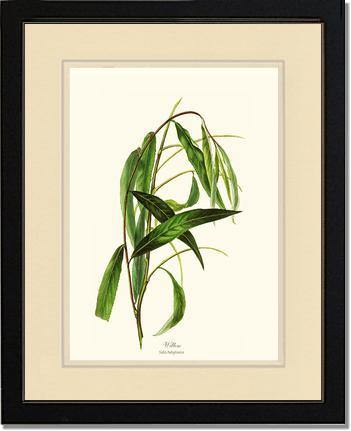 Willow Tree - Charting Nature