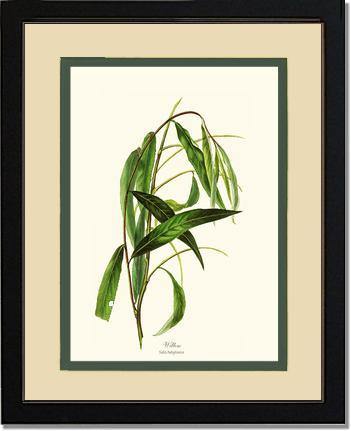 Willow Tree - Charting Nature