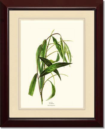Willow Tree - Charting Nature