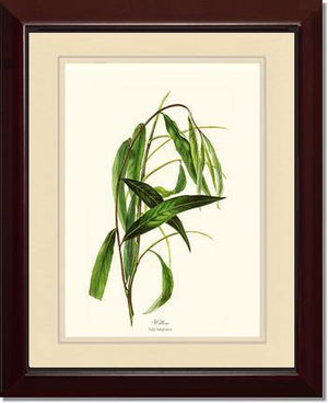 Willow Tree - Charting Nature