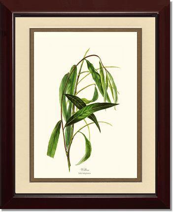 Willow Tree - Charting Nature