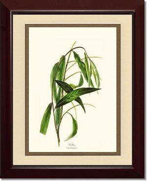 Willow Tree - Charting Nature