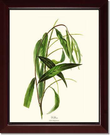 Willow Tree - Charting Nature