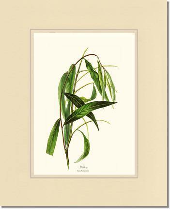 Willow Tree - Charting Nature
