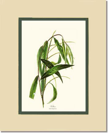 Willow Tree - Charting Nature