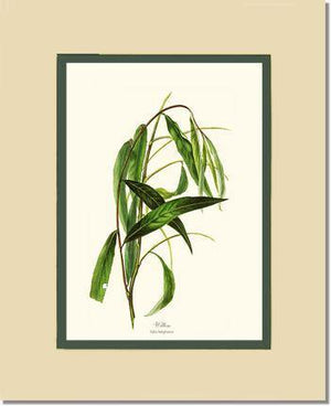 Willow Tree - Charting Nature