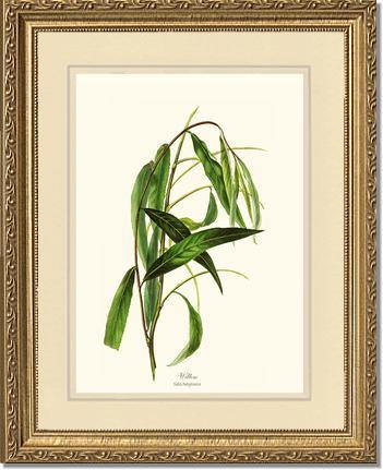 Willow Tree - Charting Nature